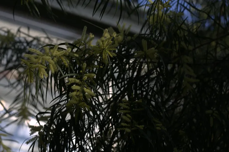 Longleaf Wattle (Acacia longifolia) – in a garden setting, plant photo
