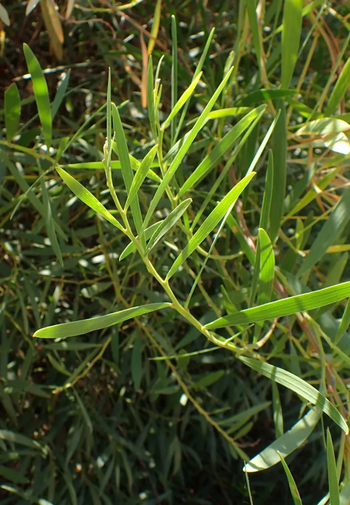 Longleaf Wattle (Acacia longifolia) – in a garden setting, plant photo