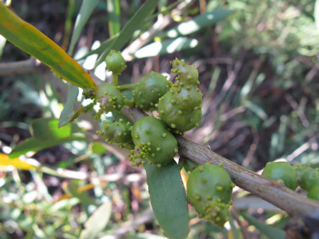 Longleaf Wattle (Acacia longifolia) – characteristic appearance, plant photo