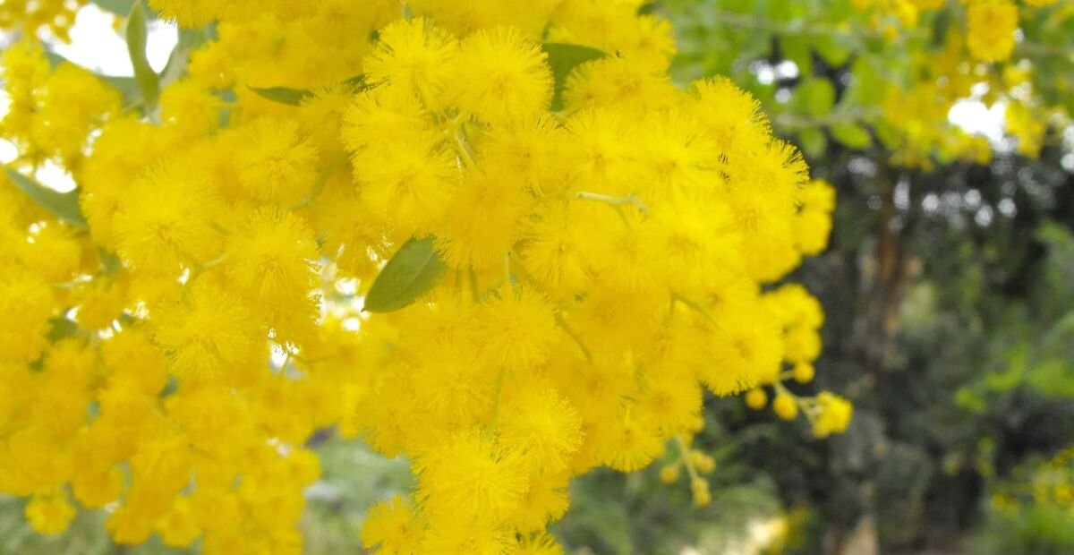 Acacia podalyriifolia – Pflanzenfoto