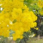Acacia podalyriifolia – (Acacia podalyriifolia) – Pflanzenfoto