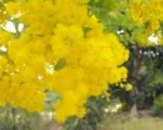 Pearl Wattle (Acacia podalyriifolia) care guide