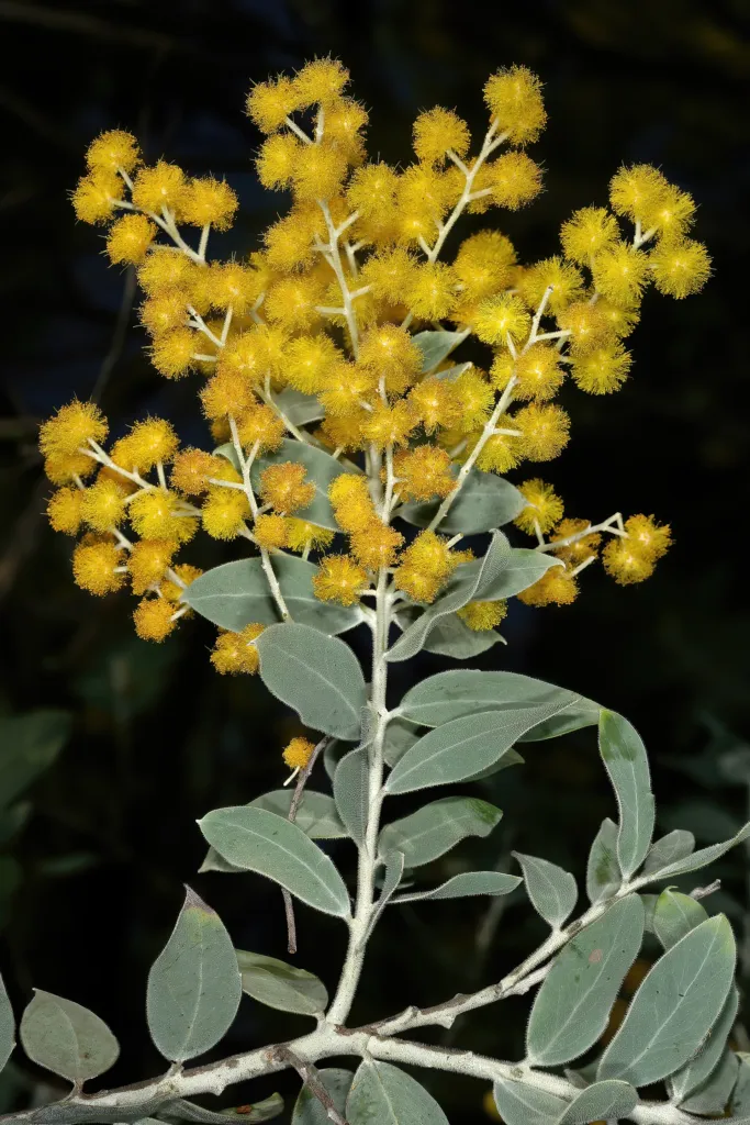 Acacia podalyriifolia – (Acacia podalyriifolia) – im Garten, Pflanzenfoto
