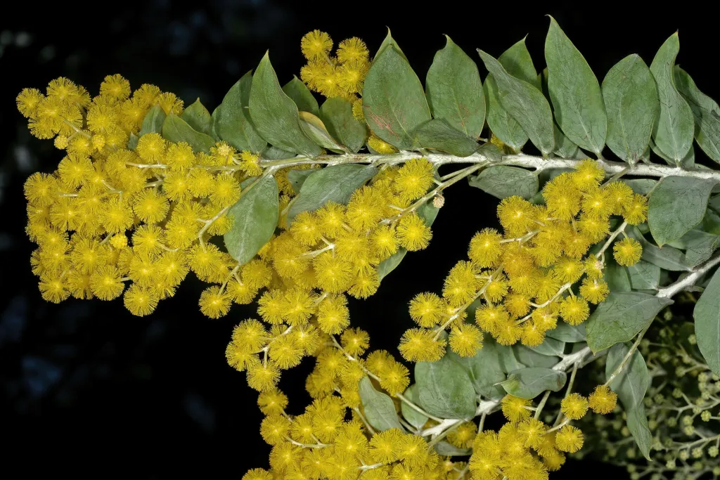 Acacia podalyriifolia – (Acacia podalyriifolia) – im Garten, Pflanzenfoto