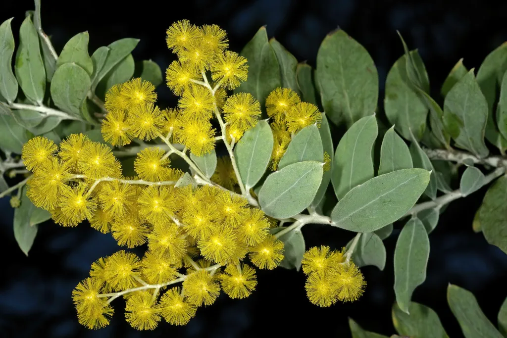 Acacia podalyriifolia – (Acacia podalyriifolia) – im Garten, Pflanzenfoto
