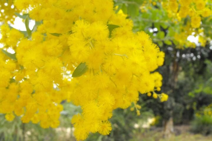 Acacia podalyriifolia