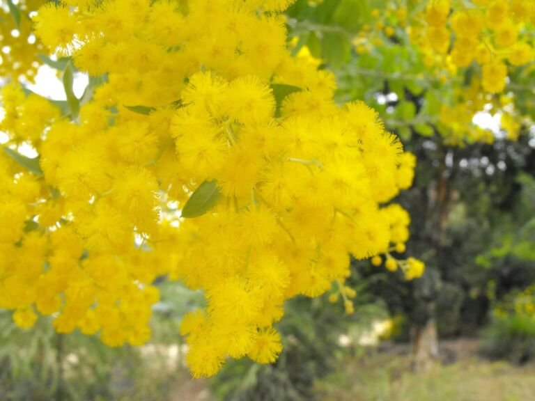 Acacia podalyriifolia