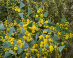 Acacia pravissima – Pflege