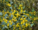Acacia pravissima care guide