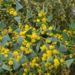 Acacia pravissima care guide (Acacia pravissima) – plant photo