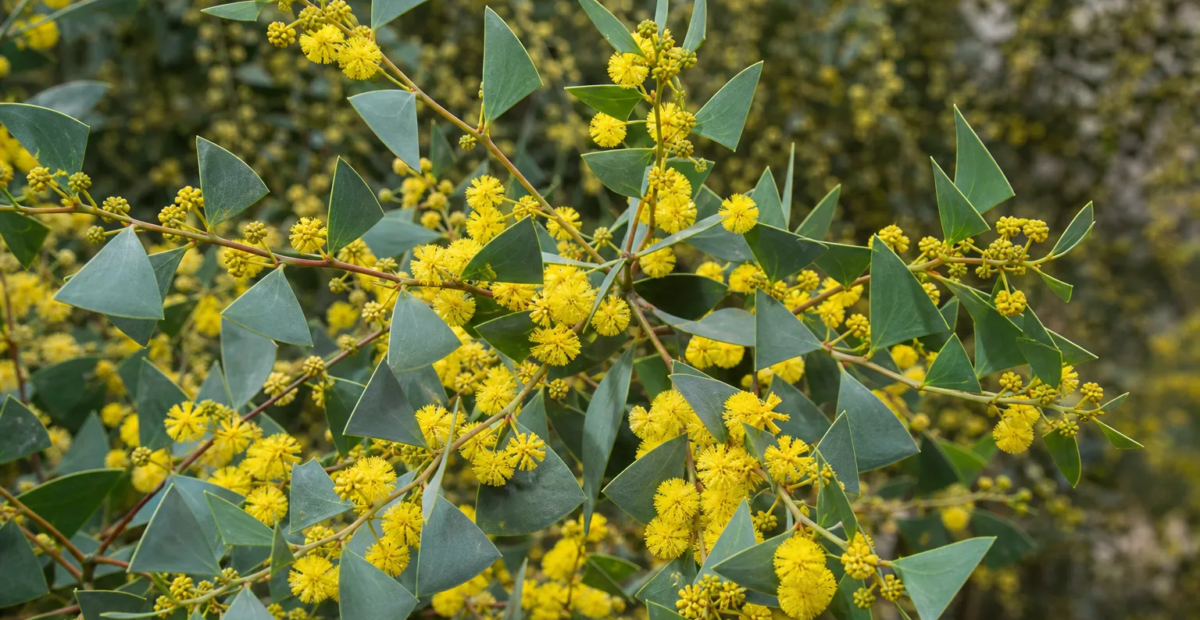 Acacia pravissima – fotografia rastliny