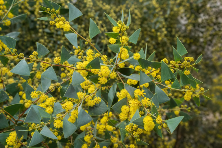 Acacia pravissima