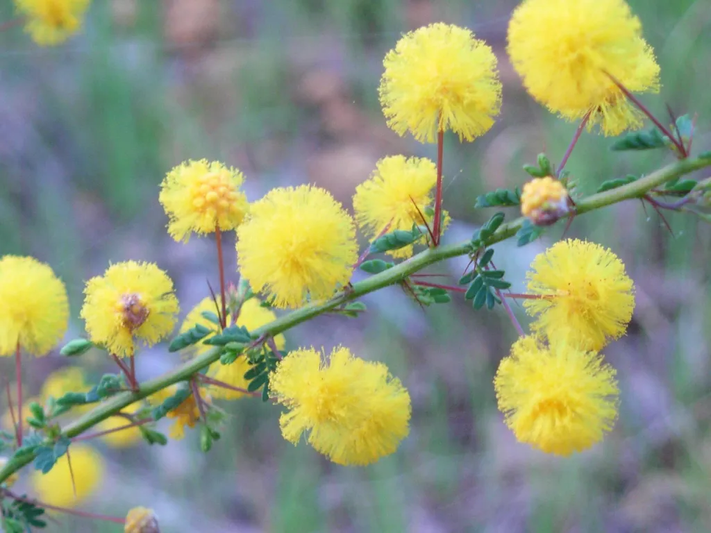prickly moses or western prickly moses (Acacia pulchella) – characteristic appearance, plant photo