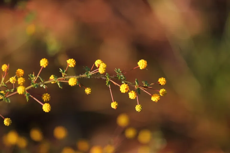 Acacia pulchella