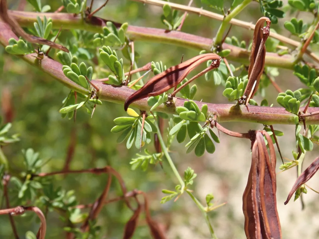 prickly moses or western prickly moses (Acacia pulchella) – characteristic appearance, plant photo