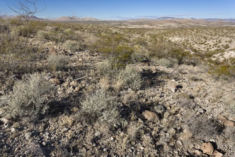 prickly moses or western prickly moses (Acacia pulchella) – characteristic appearance, plant photo