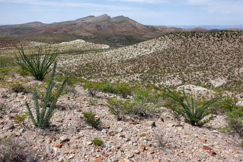prickly moses or western prickly moses (Acacia pulchella) – characteristic appearance, plant photo