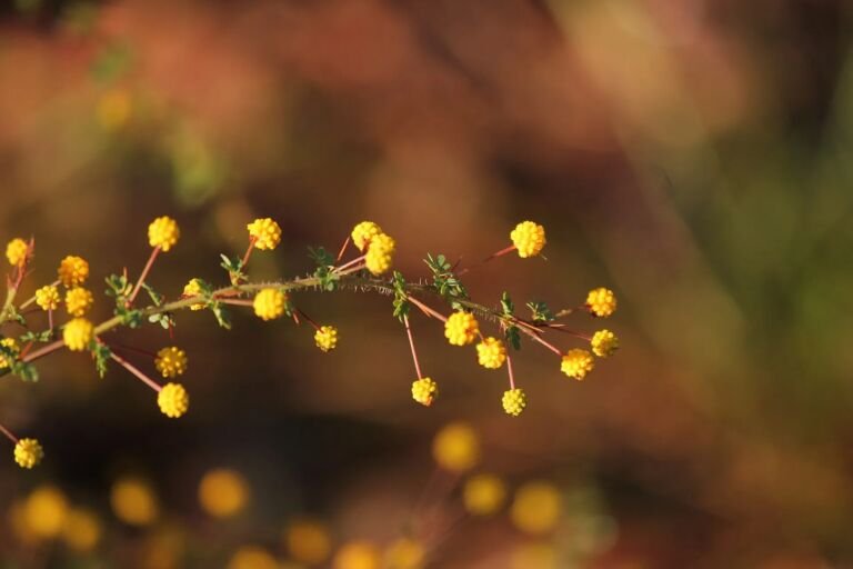 Acacia pulchella