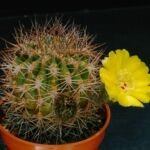 Acanthocalycium thionanthum – (Acanthocalycium thionanthum) – Pflanzenfoto