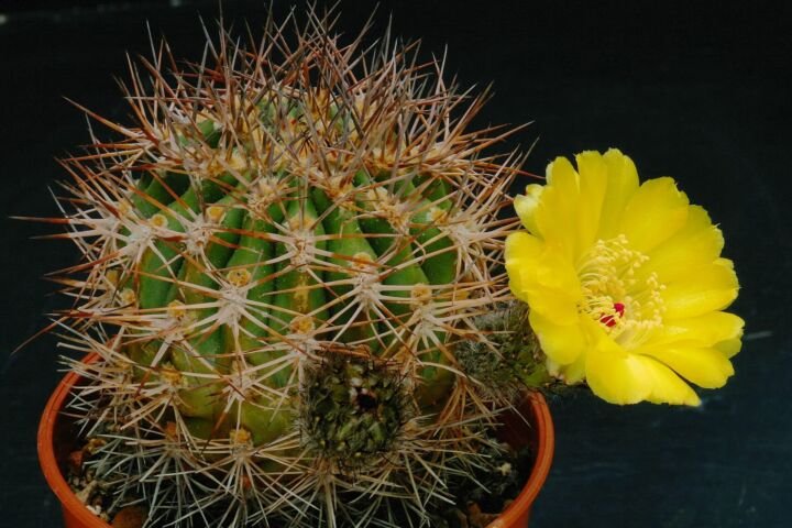 Acanthocalycium thionanthum