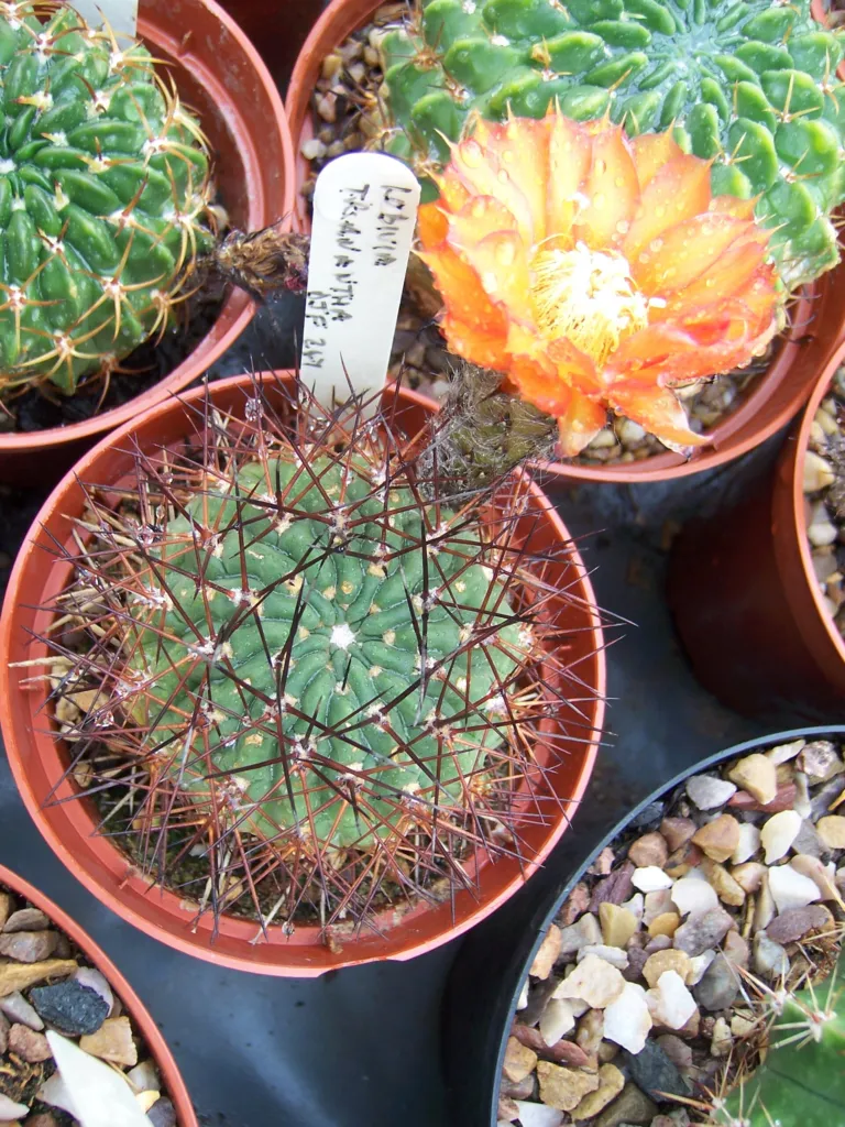 Acanthocalycium thionanthum care guide (Acanthocalycium thionanthum) – characteristic appearance