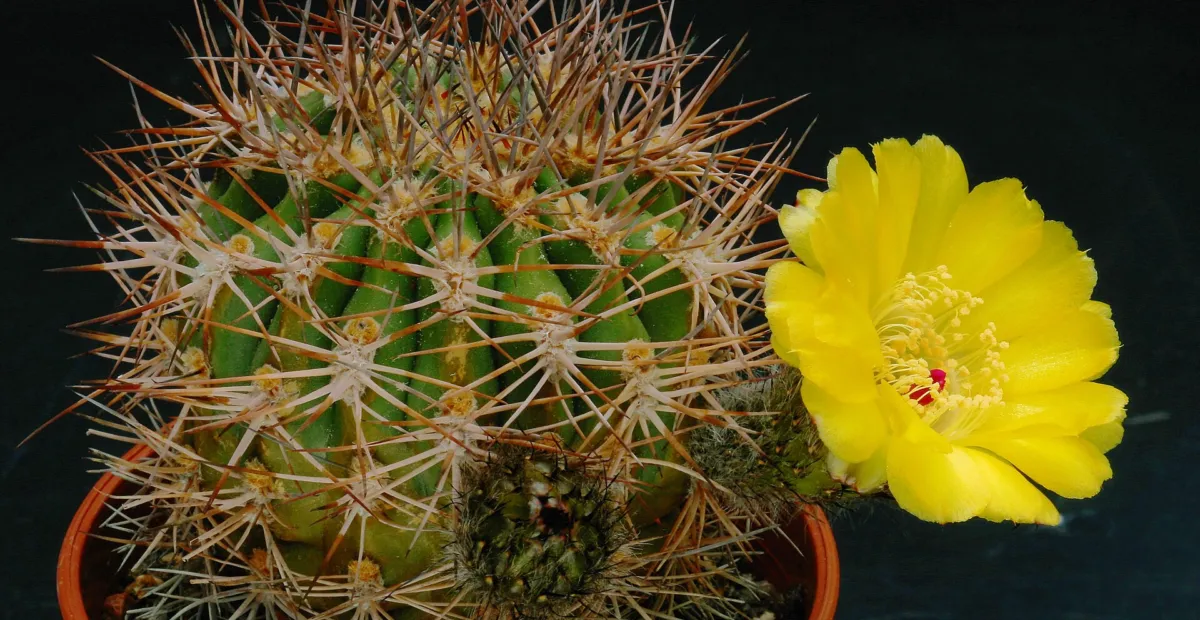 Acanthocalycium thionanthum – plant photo