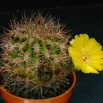 Acanthocalycium thionanthum care guide (Acanthocalycium thionanthum) – plant photo