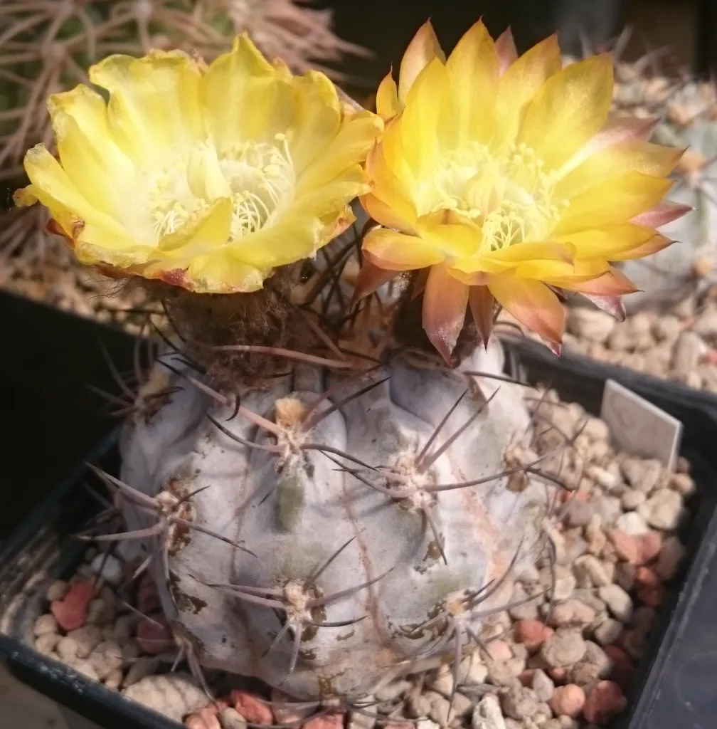 Acanthocalycium thionanthum care guide (Acanthocalycium thionanthum) – characteristic appearance