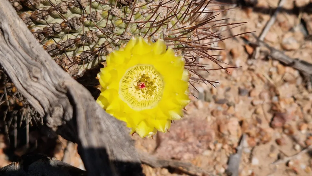Acanthocalycium thionanthum care guide (Acanthocalycium thionanthum) – characteristic appearance