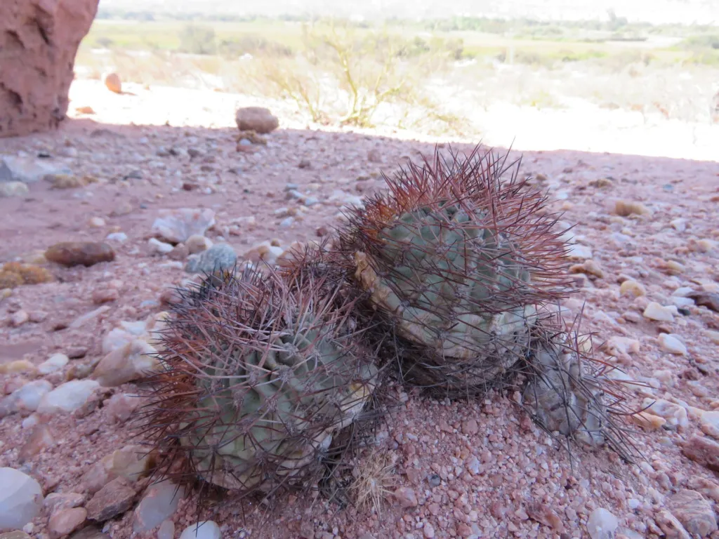 Acanthocalycium thionanthum care guide (Acanthocalycium thionanthum) – characteristic appearance