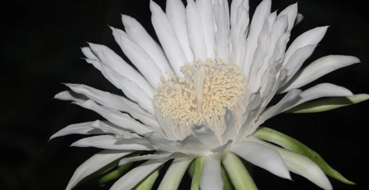 Acanthocereus 'Tetragonus' – fotografia rastliny