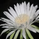 Acanthocereus ‘Tetragonus’ (Acanthocereus 'Tetragonus') – fotografia rastliny