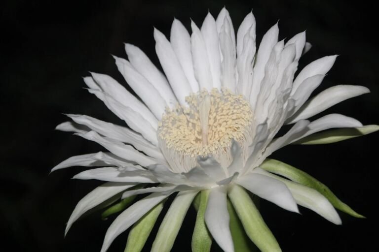 Acanthocereus 'Tetragonus'