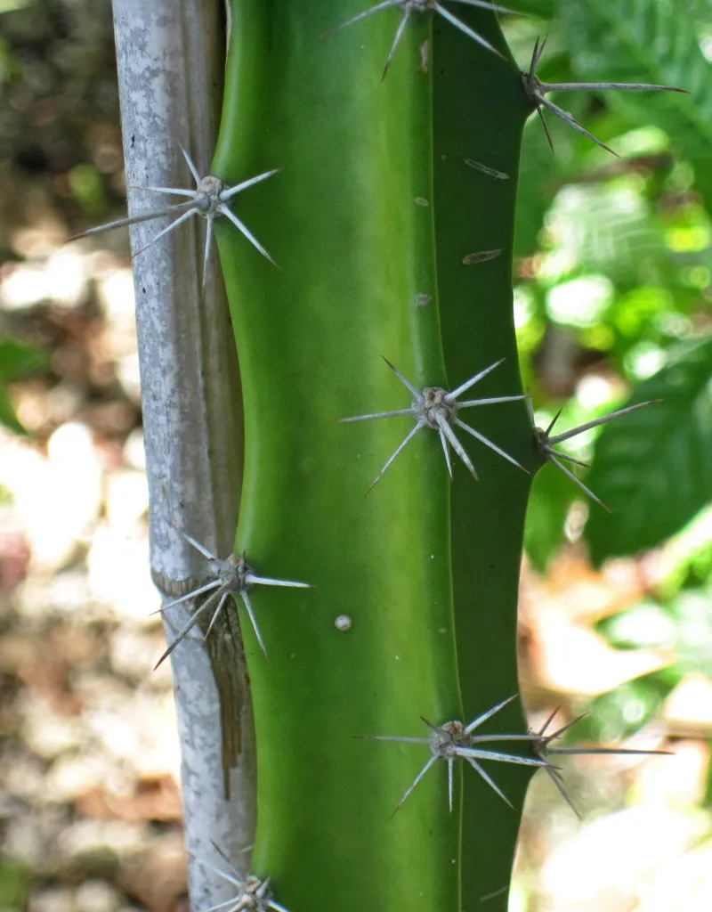 Acanthocereus ‘Tetragonus’ (Acanthocereus 'Tetragonus') – flowers in close-up, plant