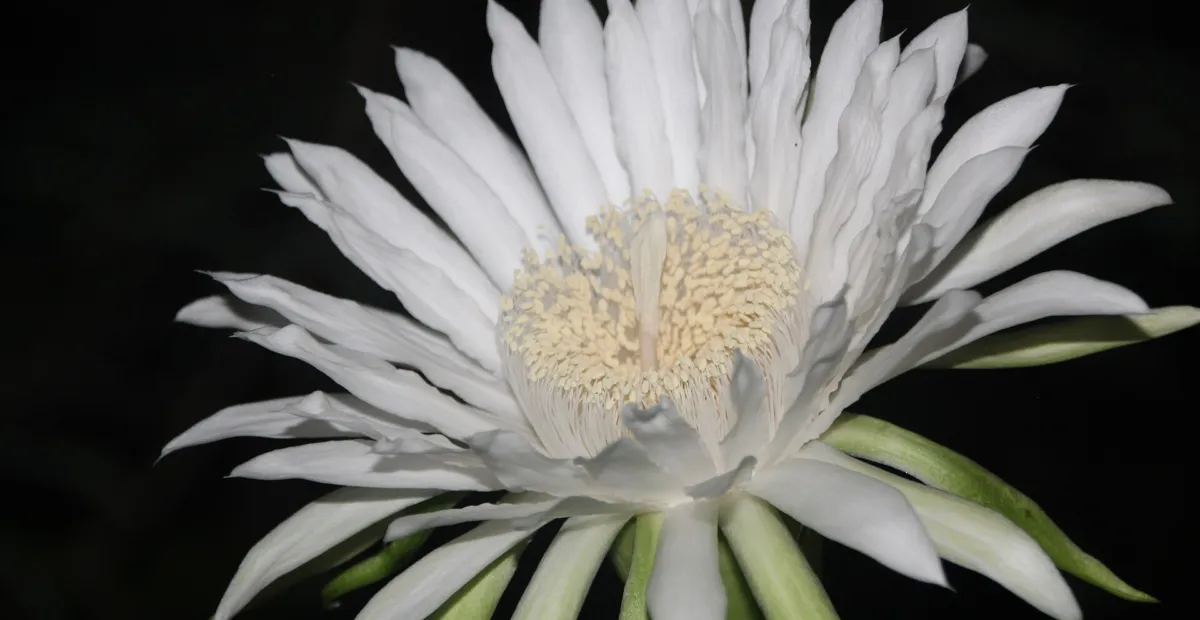 Acanthocereus 'Tetragonus' – plant photo