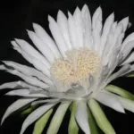 Acanthocereus ‘Tetragonus’ (Acanthocereus 'Tetragonus') – plant photo