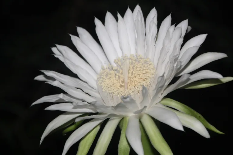Acanthocereus 'Tetragonus'