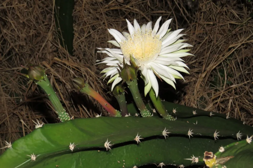 Acanthocereus ‘Tetragonus’ (Acanthocereus 'Tetragonus') – flowers in close-up, plant