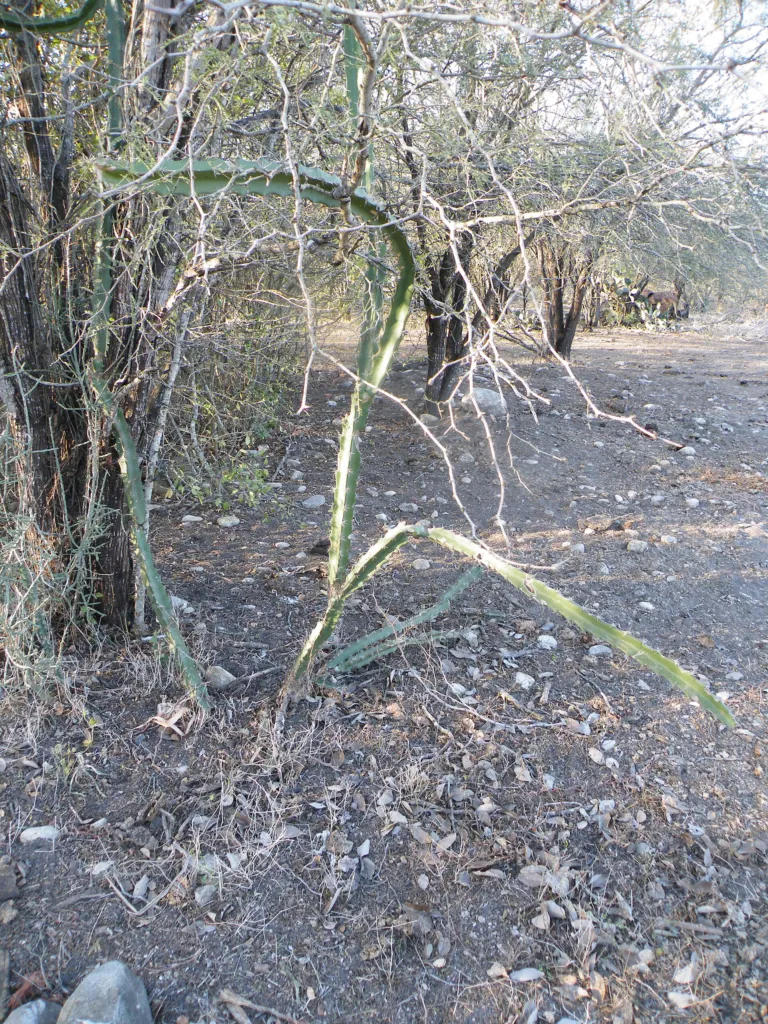 Acanthocereus ‘Tetragonus’ (Acanthocereus 'Tetragonus') – characteristic appearance