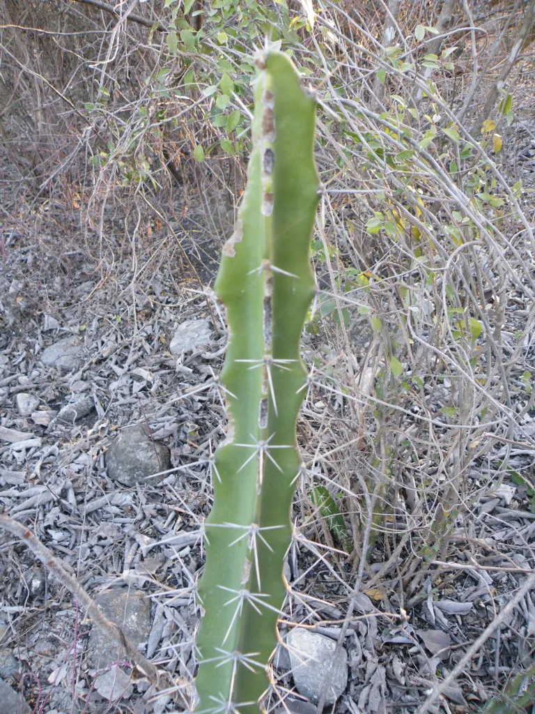 Acanthocereus ‘Tetragonus’ (Acanthocereus 'Tetragonus') – characteristic appearance