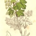 field maple (Acer campestre) – characteristic appearance, plant photo
