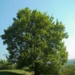 field maple (Acer campestre) – plant photo