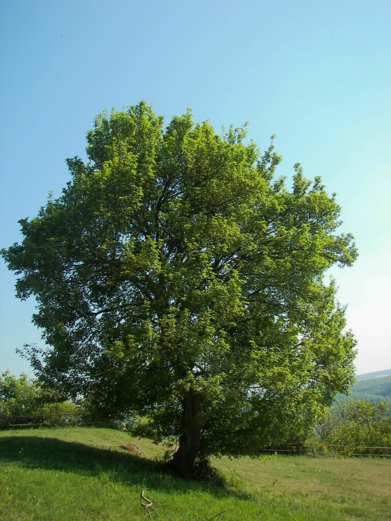 javor poľný (Acer campestre) – v prirodzenom prostredí, fotografia rastliny
