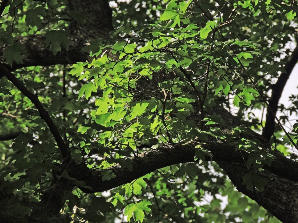 javor poľný (Acer campestre) – typický vzhľad, fotografia rastliny
