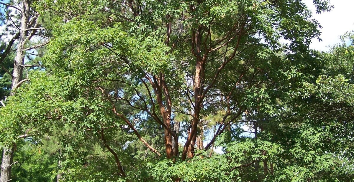 Zimt-Ahorn (Acer griseum) – Pflanzenfoto