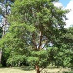 Paperbark Maple (Acer griseum) – natural growth habit, plant photo