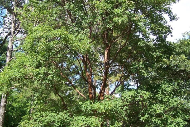 Acer griseum