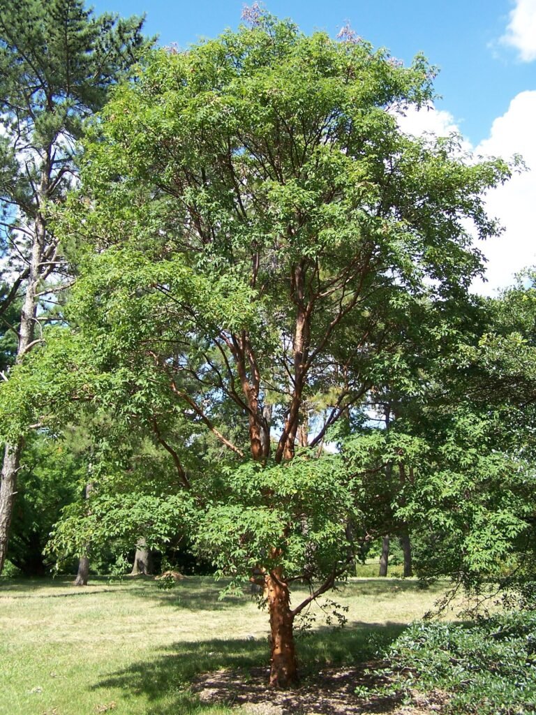 Zimt-Ahorn (Acer griseum) – Pflanzenfoto