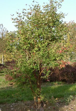 Zimt-Ahorn (Acer griseum) – typisches Erscheinungsbild, Pflanzenfoto