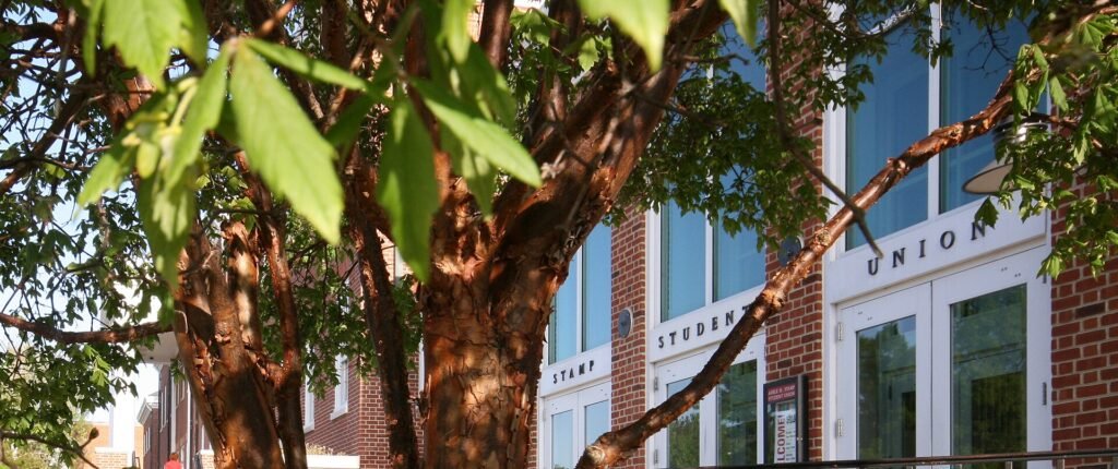 Zimt-Ahorn (Acer griseum) – typisches Erscheinungsbild, Pflanzenfoto